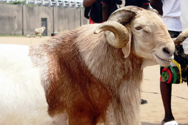 Eid-ul-Adha Beyond Celebration: Economy, Morality and the Future of Nigeria’s Muslim Ummah